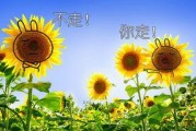 向日葵大队最新爆料,揭秘神秘事件背后的真相
