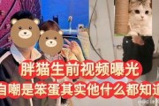 胖猫朋友爆料视频,视频揭秘幕后真相
