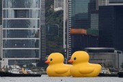 大黄鸭香港爆料视频,揭秘背后的惊人真相