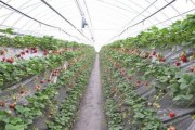 大棚草莓爆料视频大全最新,揭秘最新爆料视频大全